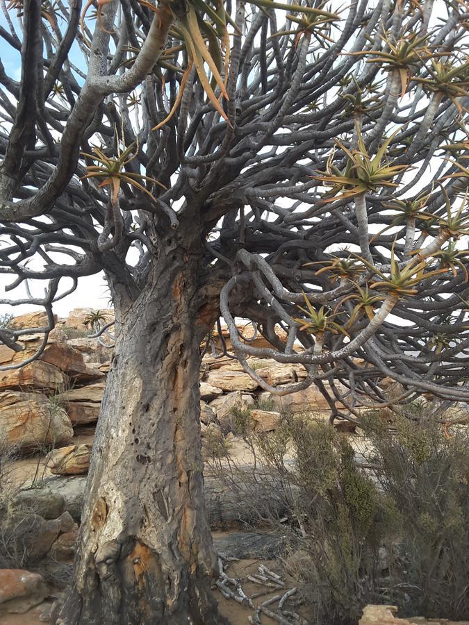 Sperrgebiet Lodge Springbok Eksteriør bilde